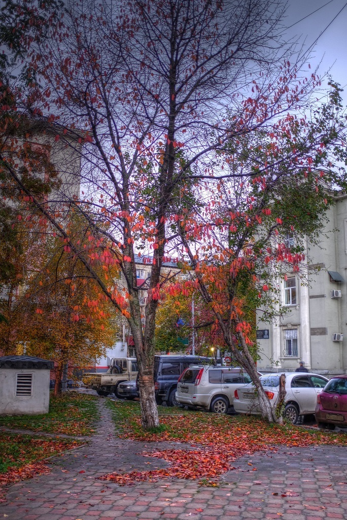 紅葉した葉が散ってしまった 桜の木 18 10 17 65rus ユジノサハリンスク市アムールスカヤ通から