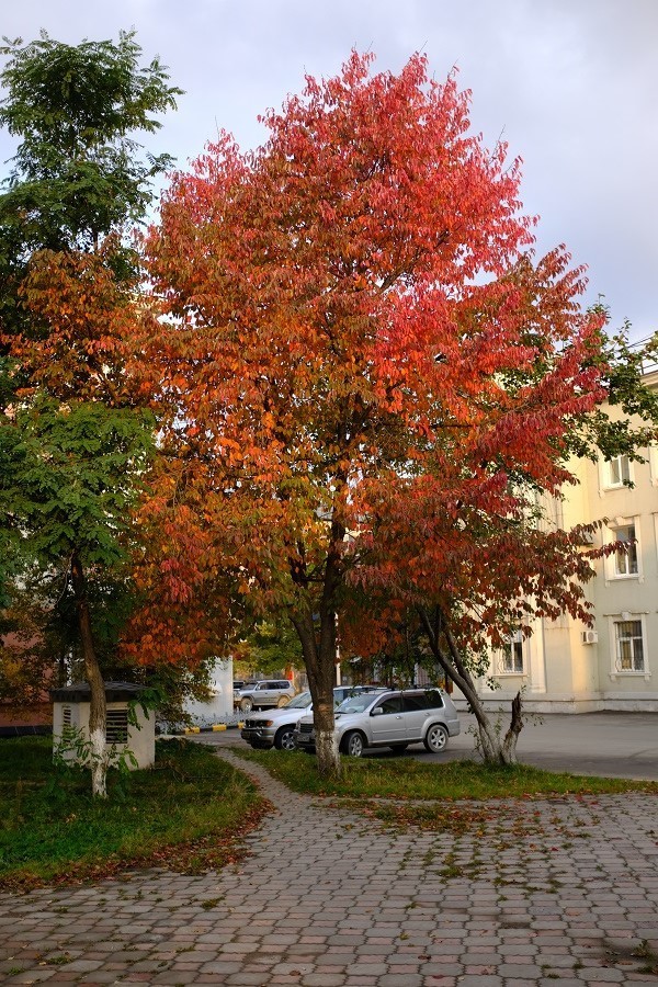 桜の木が紅葉 17 10 08 65rus ユジノサハリンスク市アムールスカヤ通から